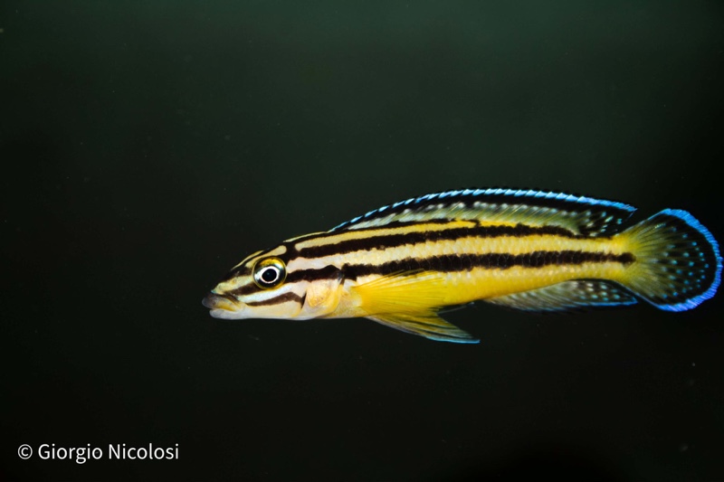 Julidochromis marksmithi 'Kipili'